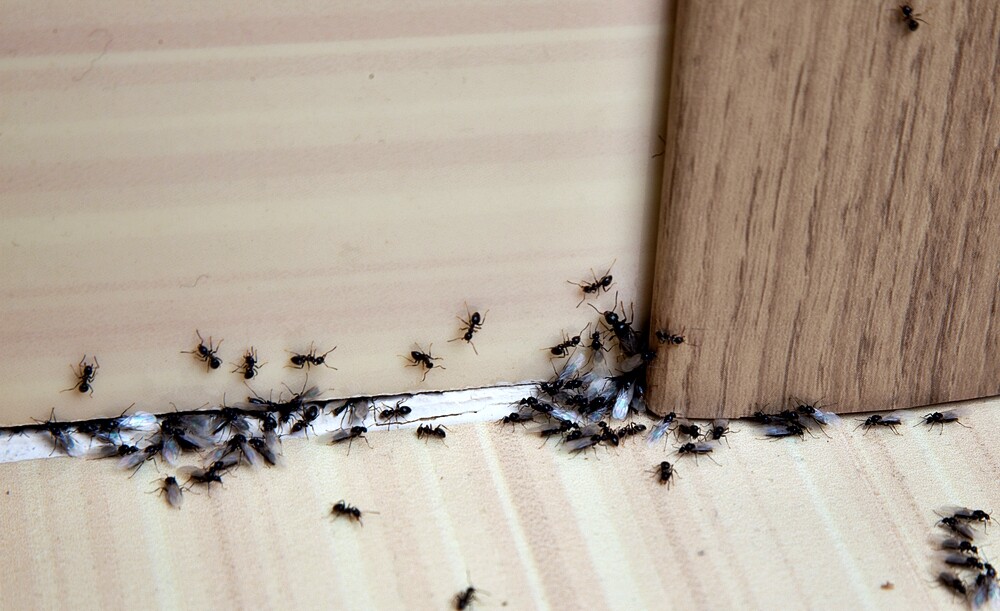 Mrówki, mrówka, zwalczanie